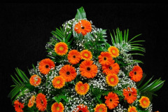 oranzova-gerbera